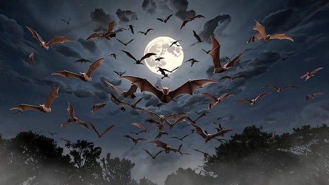 Летучие мыши начали массово «атаковать» квартиры Москвы и Подмосковья