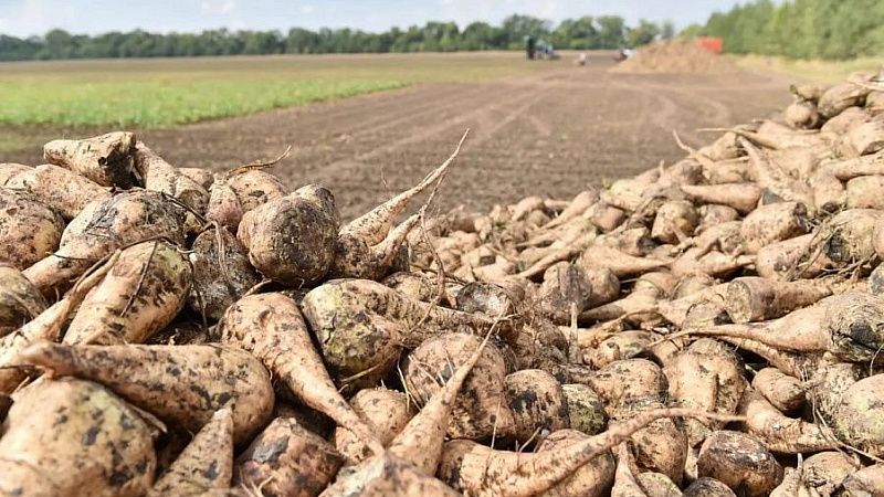 Губернатор Кубани: аграрии собрали первый миллион тонн сахарной свеклы