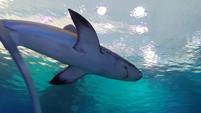 Три косатки растерзали акулу в Мексике, момент попал на видео