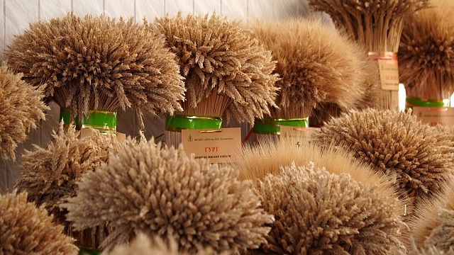 На 40% из-за потепления снизится урожайность пшеницы к 2100 году в России