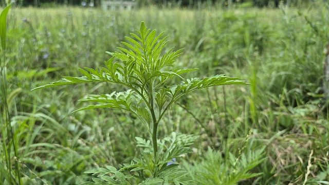 Фото: телеканал «Краснодар»