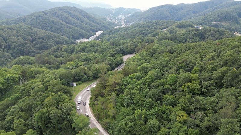 Тела мертвых косуль нашли в лесах Курганской области