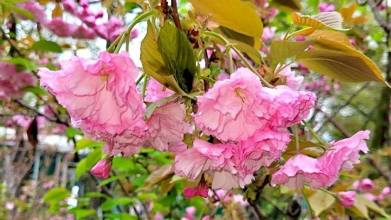 Сакура расцвела в сочинской «Ривьере»