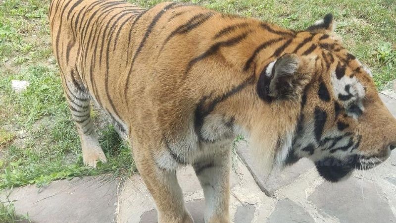 Школы из-за тигрицы-людоедки закрыли в Индии