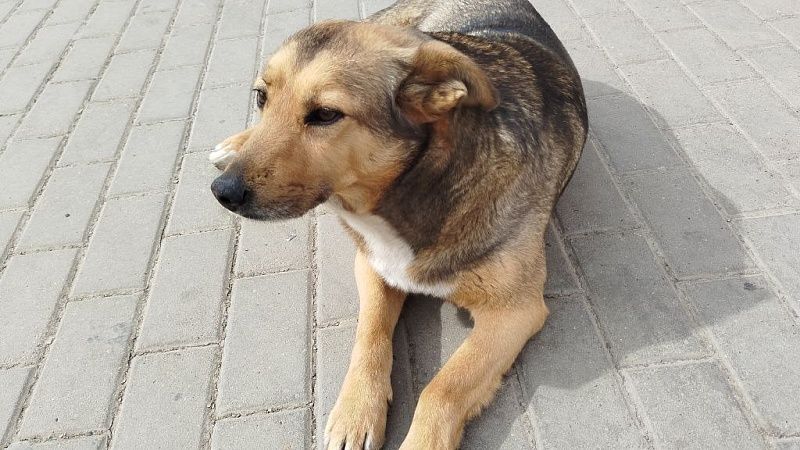 Бастрыкин потребовал отчет по проблеме бродячих собак в Новороссийске