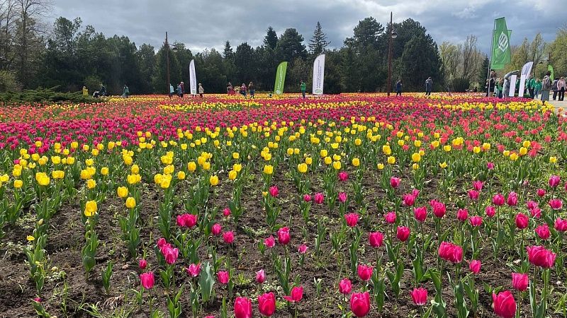 Море тюльпанов распустилось в Ботаническом саду КубГАУ в Краснодаре