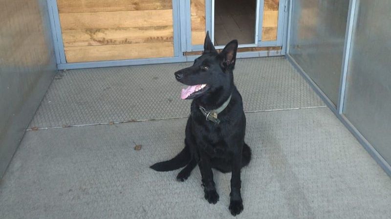 Хвостатый постоялец обрёл любящую семью в новом приюте для собак в Берёзовом