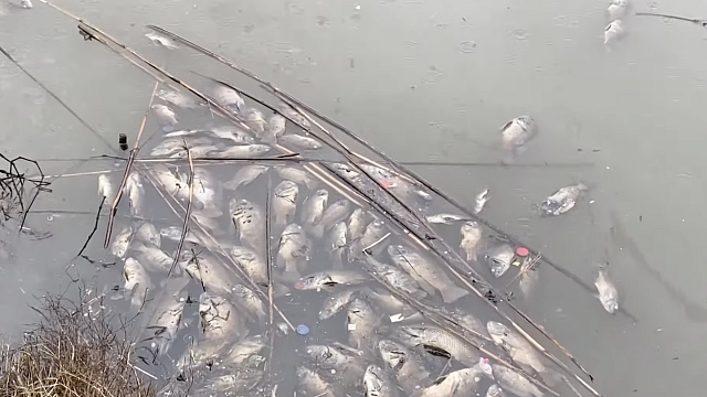 В мэрии Краснодара причиной массовой гибели рыбы назвали существенное похолодание& Фото: телеканал «Краснодар»