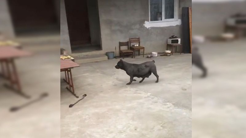 Личность хозяина агрессивных бойцовских собак установили в Сочи