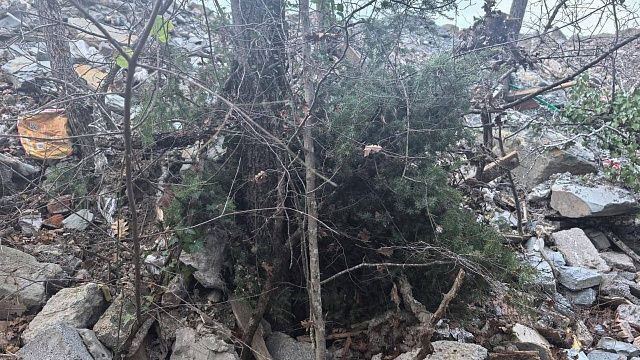Незаконная свалка уничтожила реликтовые можжевельники в Геленджике