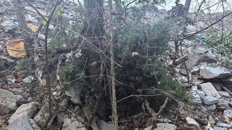 Незаконная свалка уничтожила реликтовые можжевельники в Геленджике