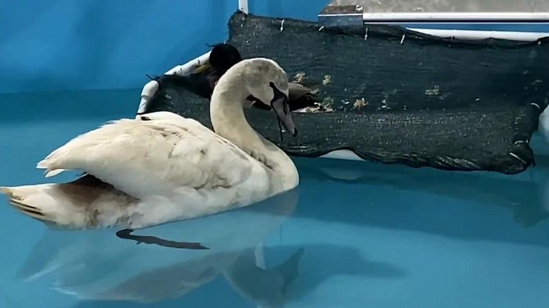 Оперштаб показал финальный этап реабилитации отмытых от мазута птиц в Анапе