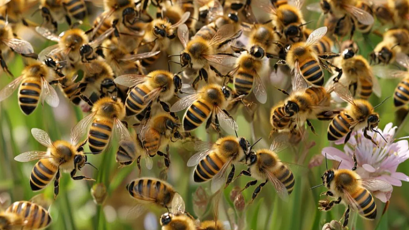 Пчёлы уложили футболистов во время матча в Танзании