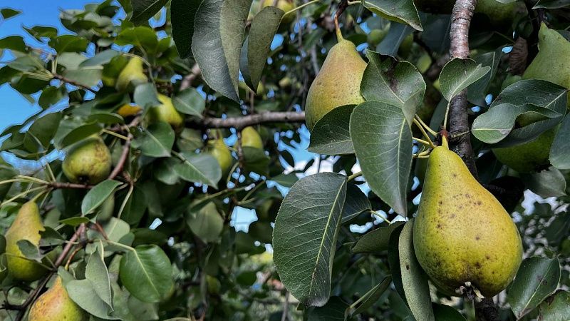 Увеличился экспорт фруктов на 80,5% на Кубани 