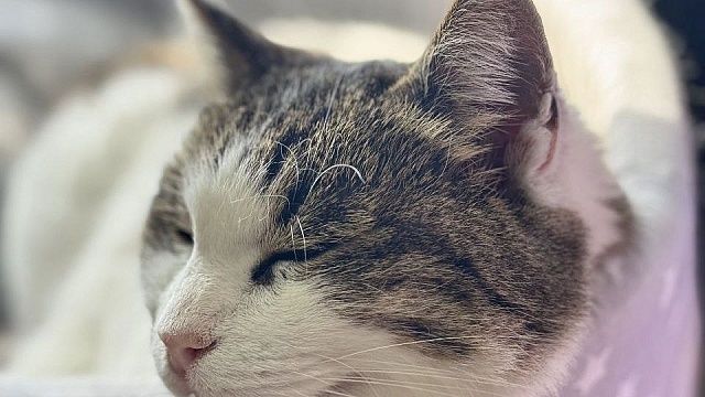 Спасённая у «Ласточкиного гнезда» кошка Муся полностью выздоровела в Крыму