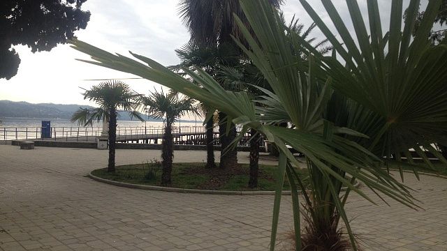 Абхазия первой за рубежом приняла марафон «Знание. Первые» в 2025 году