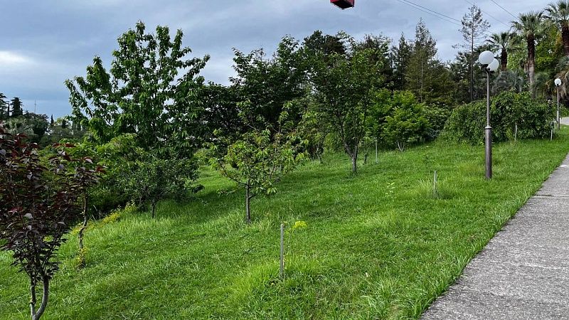 Обновлённая канатная дорога в сочинском «Дендрарии» открылась 15 августа