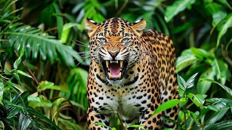 Леопарды привыкли к охоте на людей и разжирели в Индии