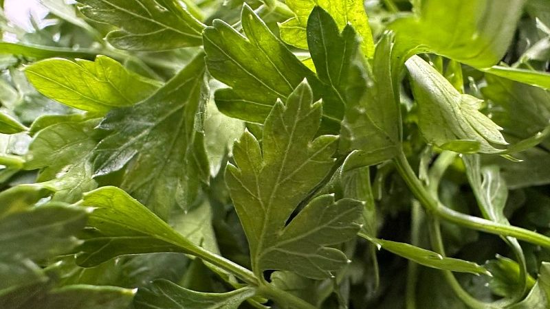 В партии египетской петрушки нашли карантинную муху-горбатку в Новороссийске