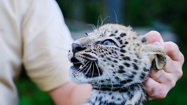 Читайте также: t.me/leopardcenter