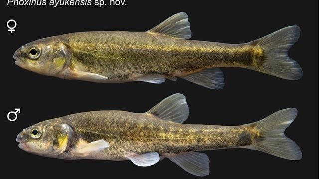 Новый вид рыбы гольян обнаружили ученые под Горячим Ключом