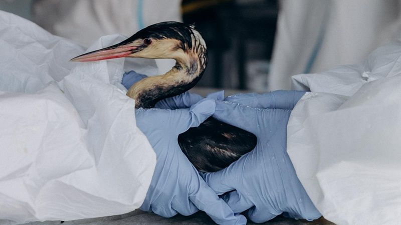 Специалисты улучшили метод очистки пернатых на Кубани