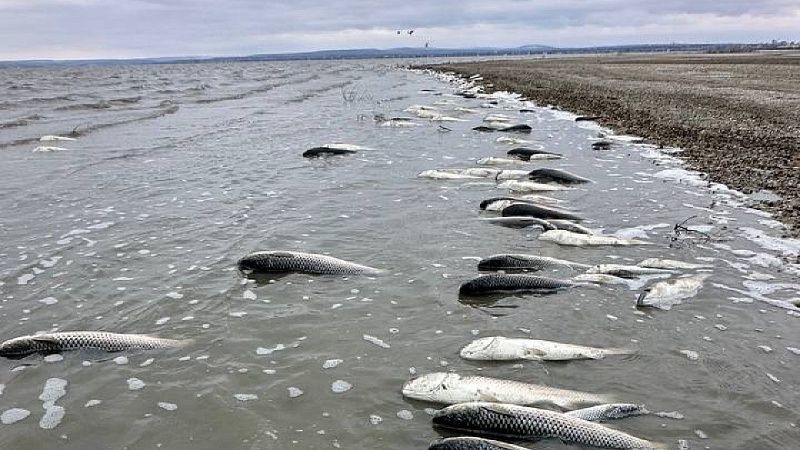 Россельхознадзор Кубани взял пробы погибших рыб в Витязевском лимане