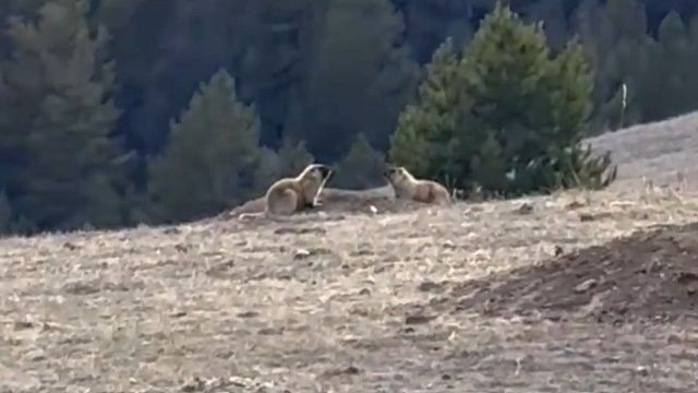 Фото: скриншот видео