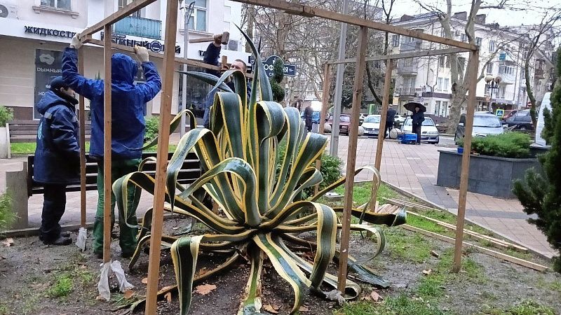 В Туапсе строят «зимний домик» для агавы