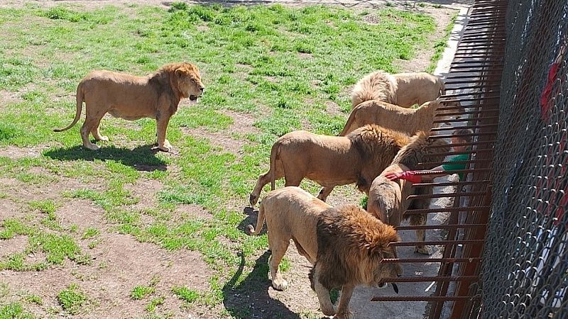 Заражение крови грозит Олегу Зубкову после нападения льва в крымском «Тайгане»