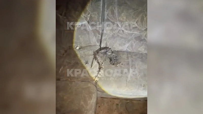 Зооволонтеры нашли «фабрику смерти» под Ростовом-на-Дону