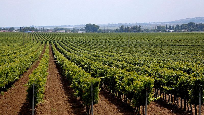 Губернатор Кубани сообщил, что в крае началась закладка молодых виноградников