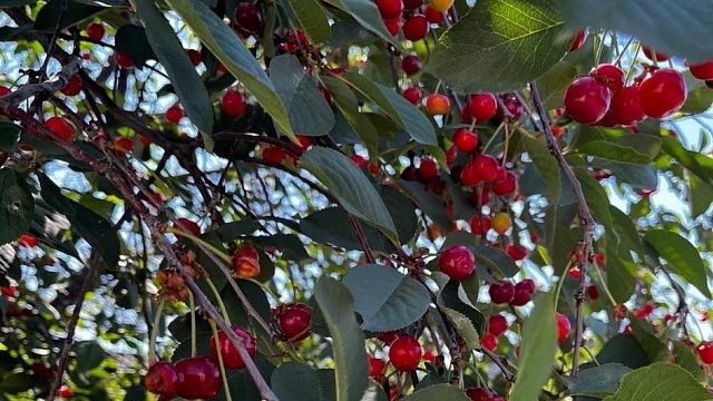 Фото: телеканал «Краснодар»