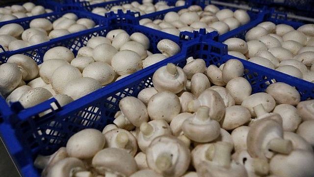 Производство грибов за несколько лет на Кубани выросло почти вдвое. Фото: пресс-служба администрации Краснодарского края