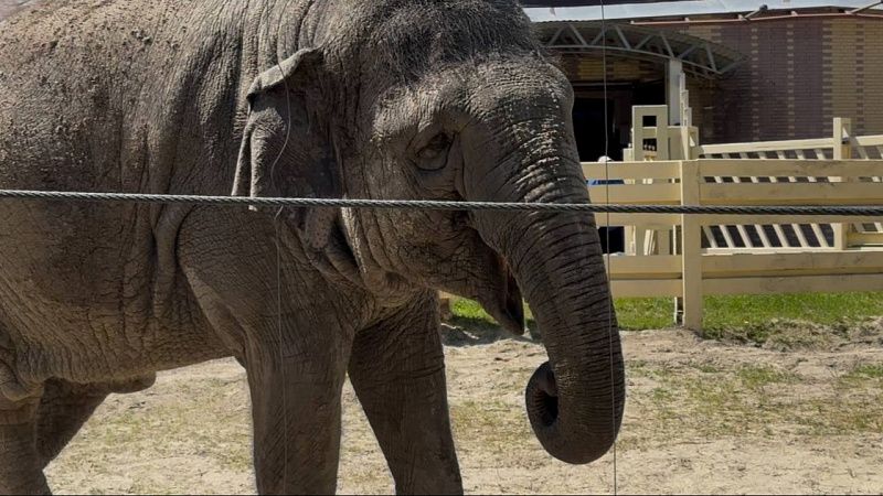 Слон насмерть затоптал женщину и её внучку в Индии