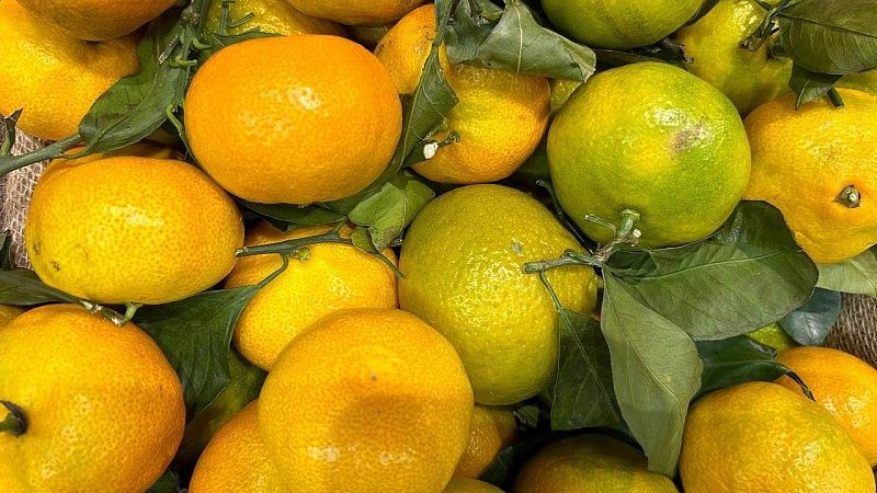 Около 69 тонн мандаринов с вредителем выявил Россельхознадзор в Новороссийске