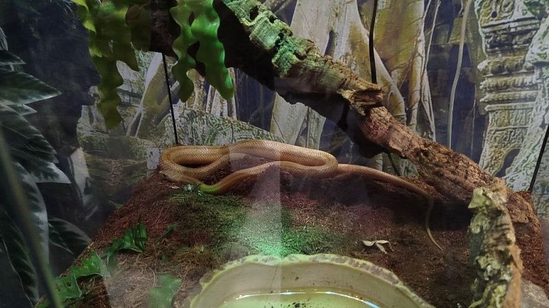 Антидот из водорослей к яду змей разработала группа ученых из России и Бразилии  