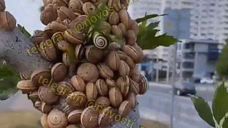 Власти Новороссийска прокомментировали засилье деревьев сотнями улиток