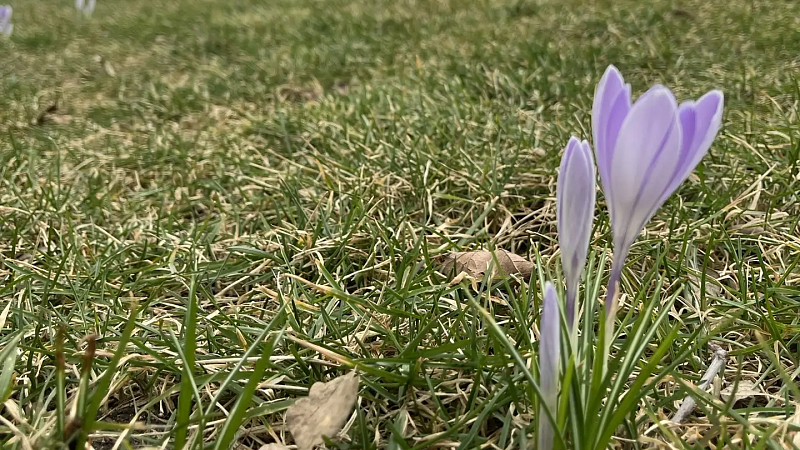 Холодный ветер с дождем ожидаются 3 марта в Краснодаре