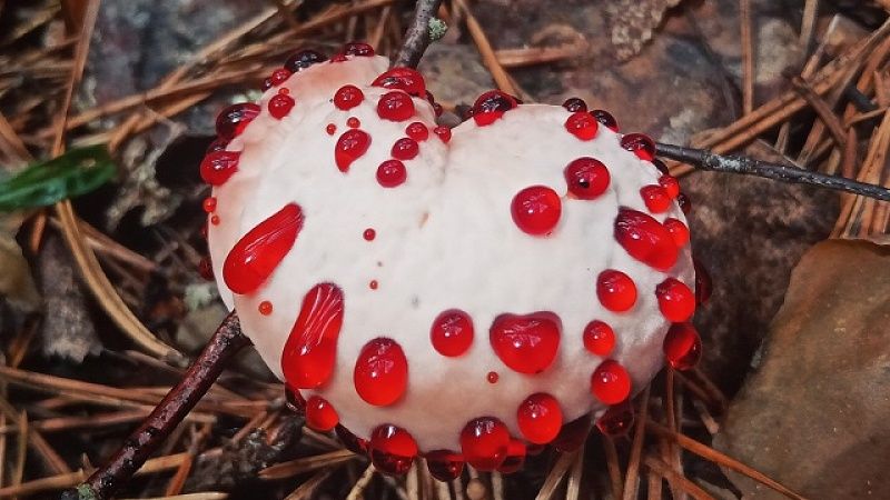 Житель Владимирской области нашёл в лесу «кровоточащее сердце»