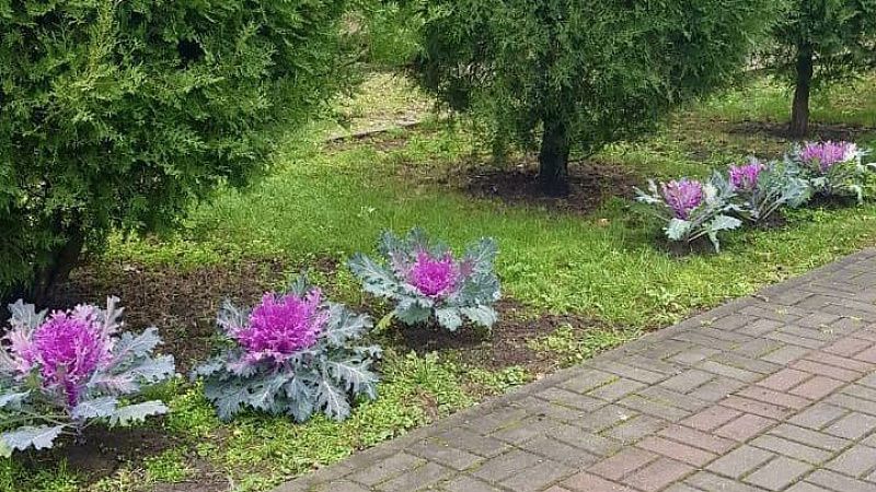 В парках Краснодара неизвестные выкопали цветы