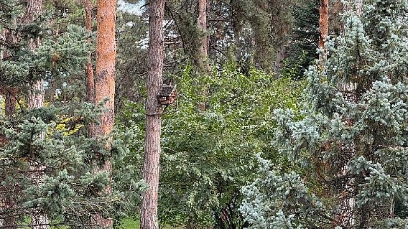 Редкие белые грибы-навозники нашли в лесу в Балашихе