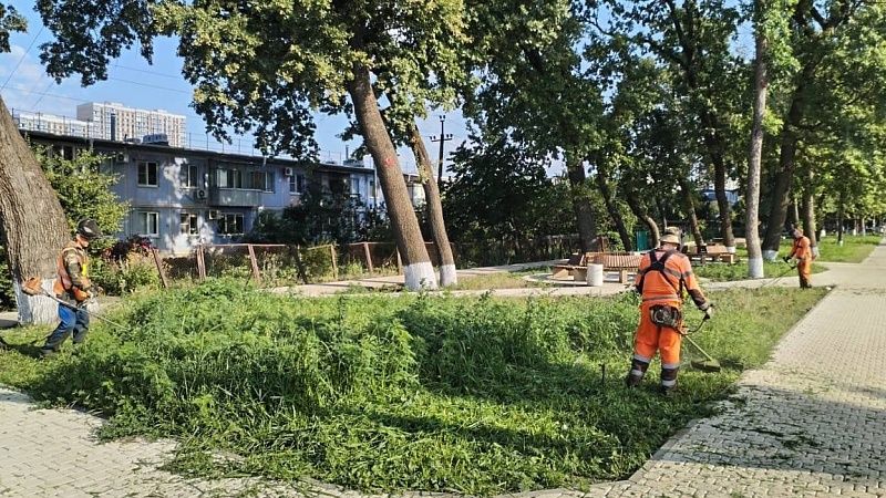 Свыше 15 тысяч гектаров амброзии скосили в Краснодаре