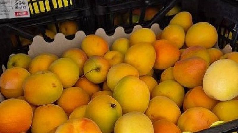 Запретили ввоз 20 тонн зараженных абрикосов из Турции в порту Туапсе