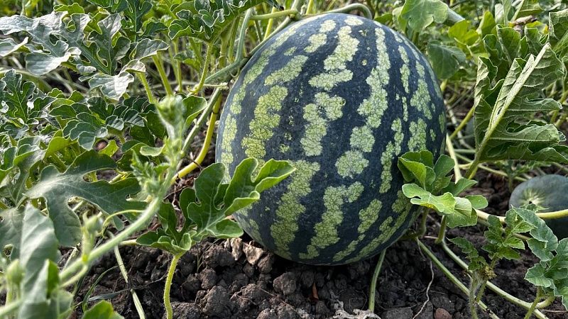 Сезон арбузов может сократить экстремальная жара на Кубани 