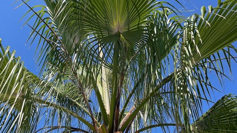 При загадочных обстоятельствах исчез турист на островах Теркс и Кайкос