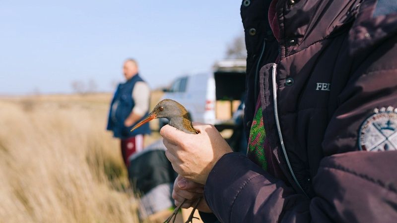Волонтеры вернули в природу четырех птиц, спасенных от мазута в Анапе 