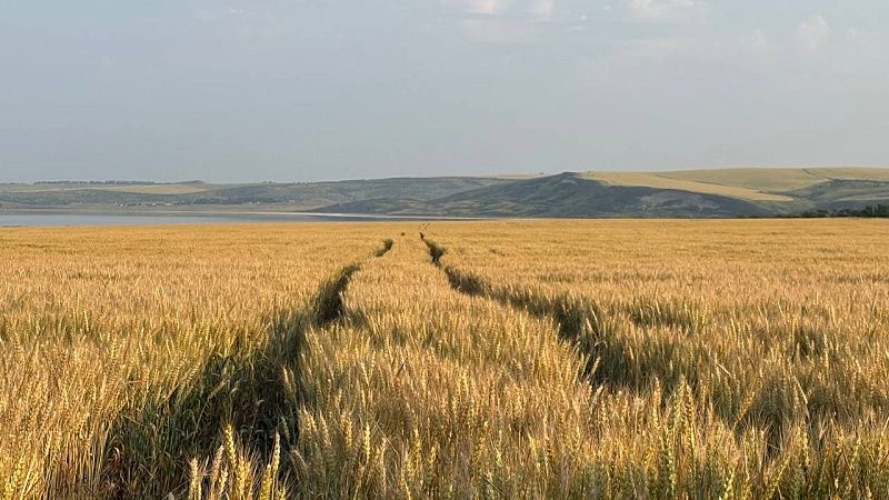 Заморозки не нарушили ход посевной на Кубани