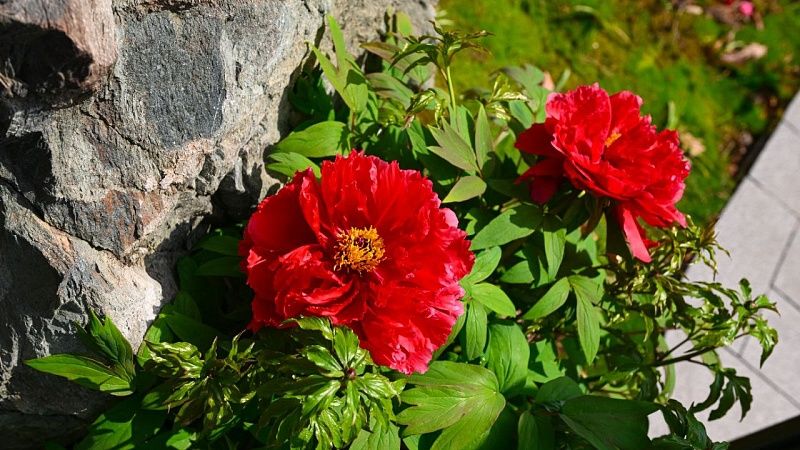 Пионы распустились в Японском саду в Краснодаре