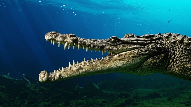 Легкоатлет избил крокодила и вырвался из его пасти в Индии 